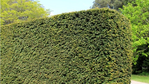 coniferen haag snoeien